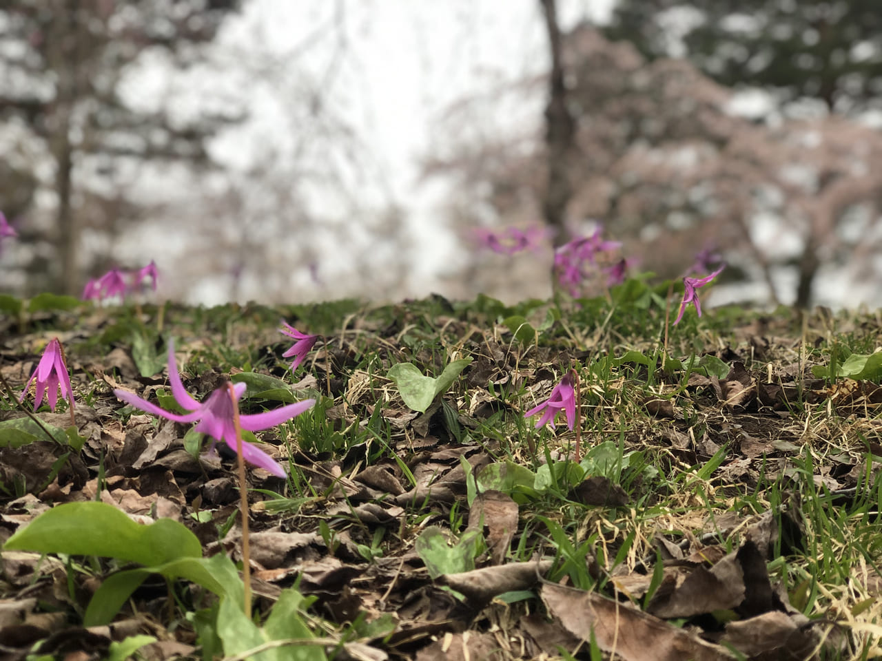 弘前市 岩木山桜林公園で桜とカタクリの花が見頃になっています 号外net 弘前市 中南