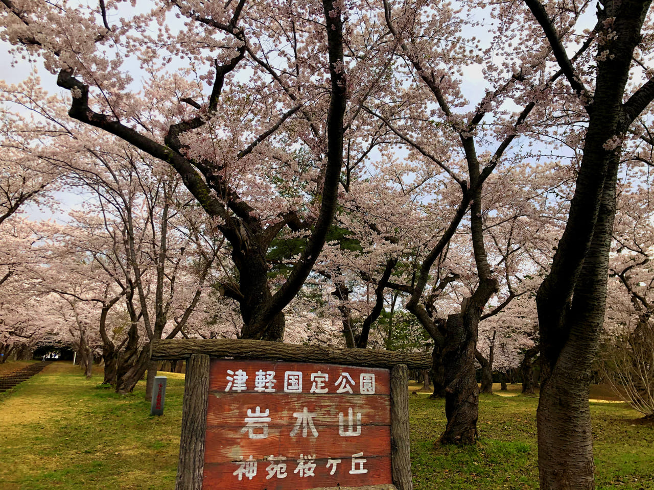 桜林公園　桜