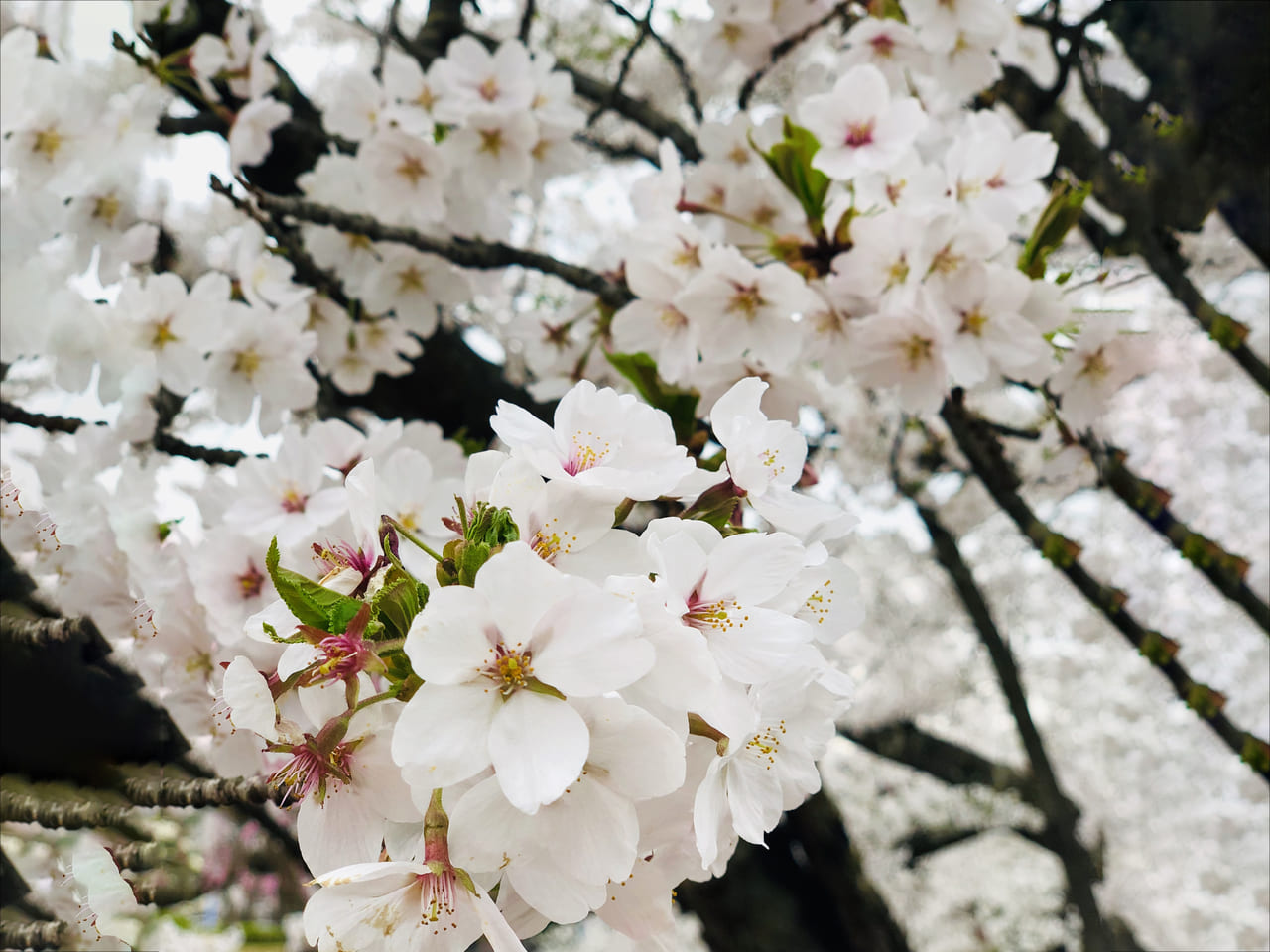 桜アップ