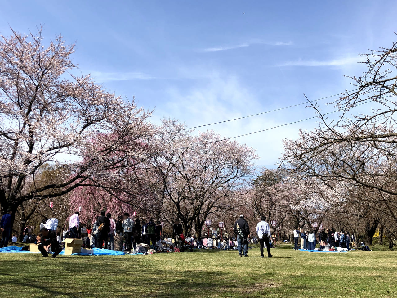 弘前公園花見風景
