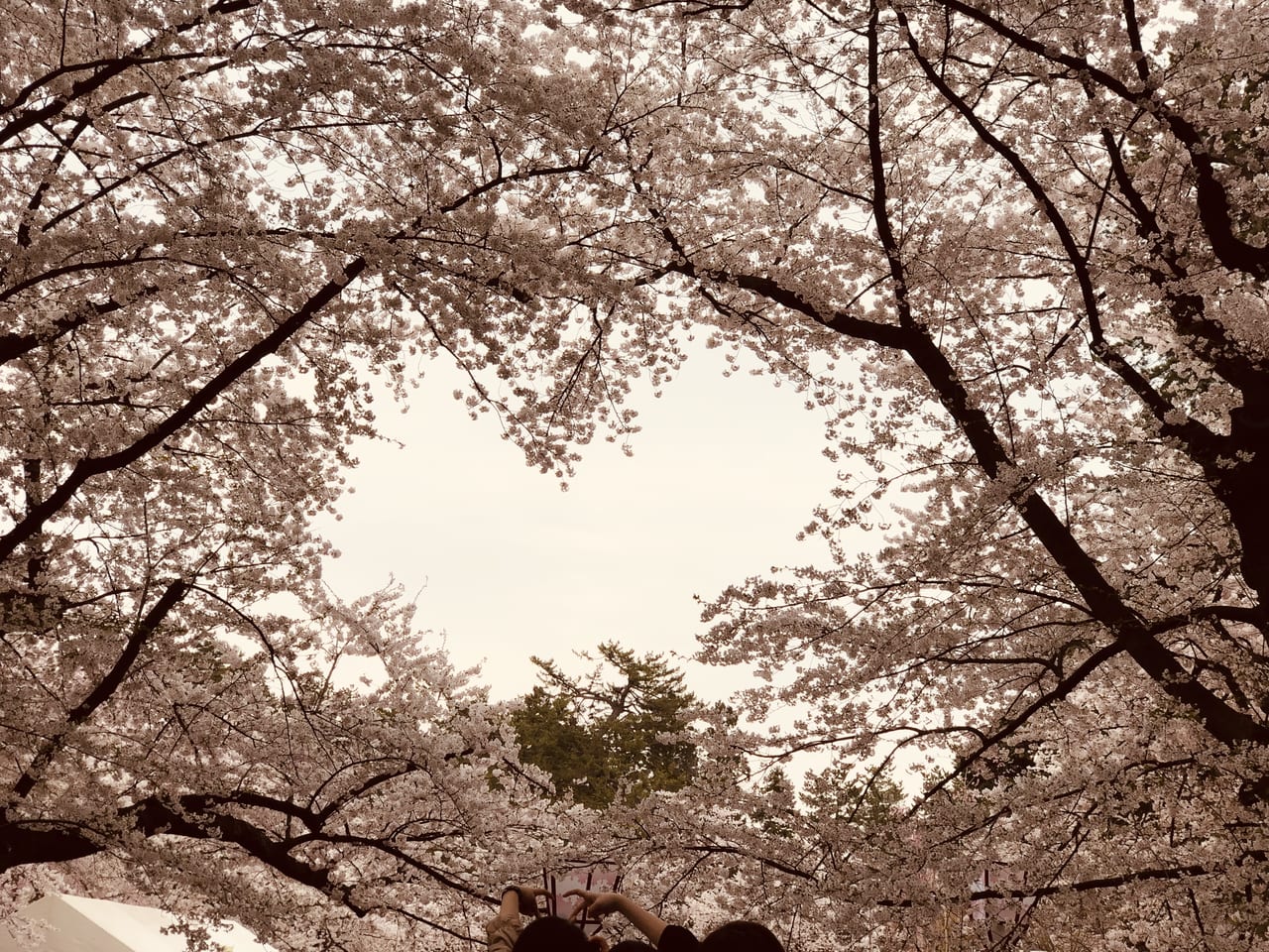 弘前公園ハート桜