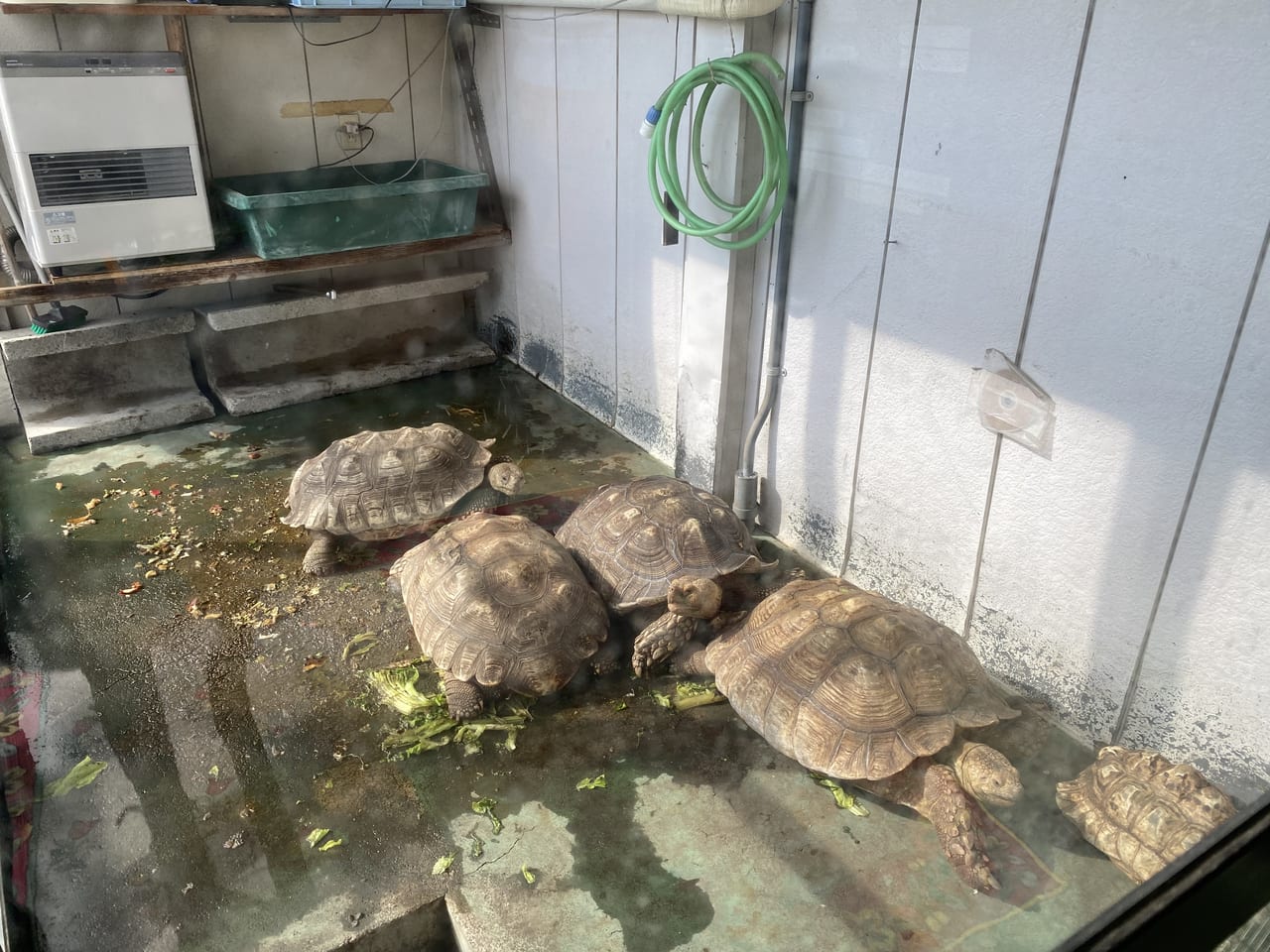 風の谷　亀