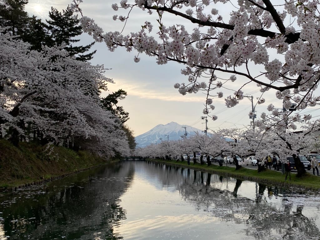 桜岩木山