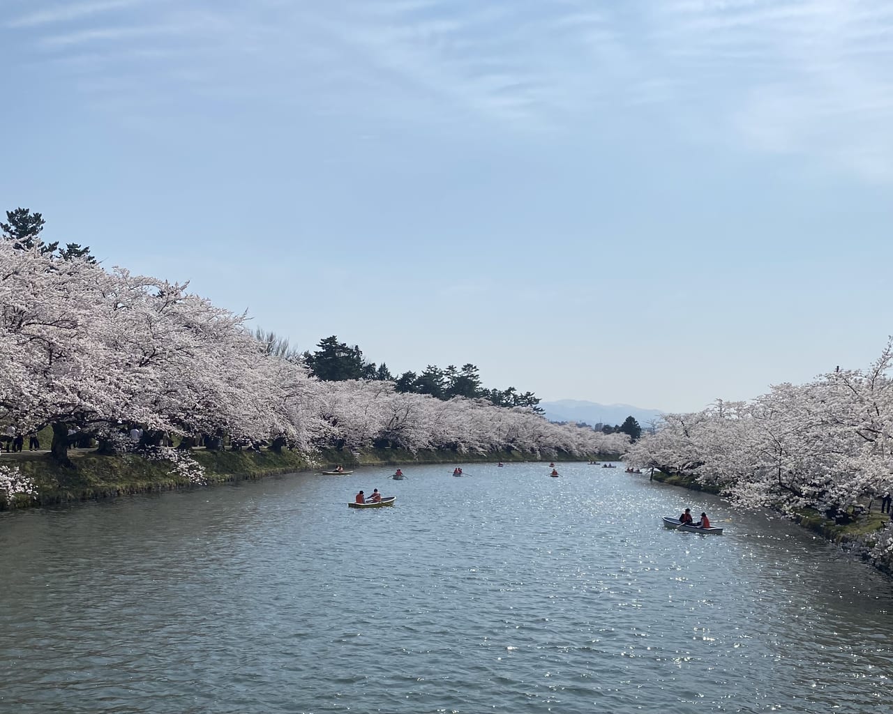 sakura