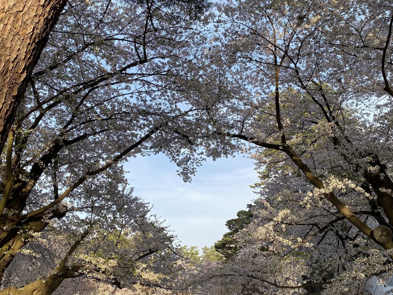 sakura