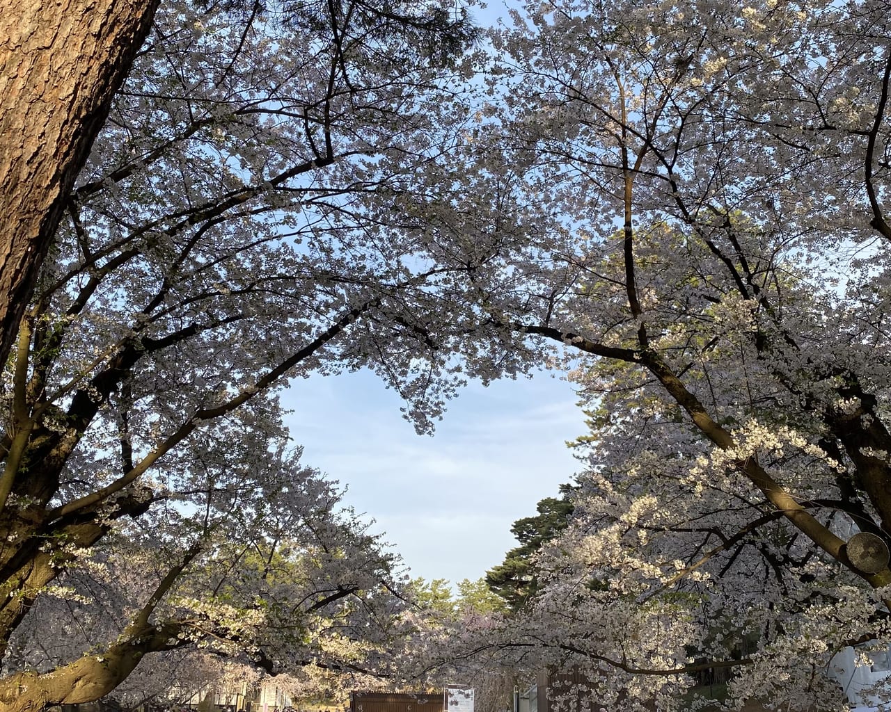 sakura