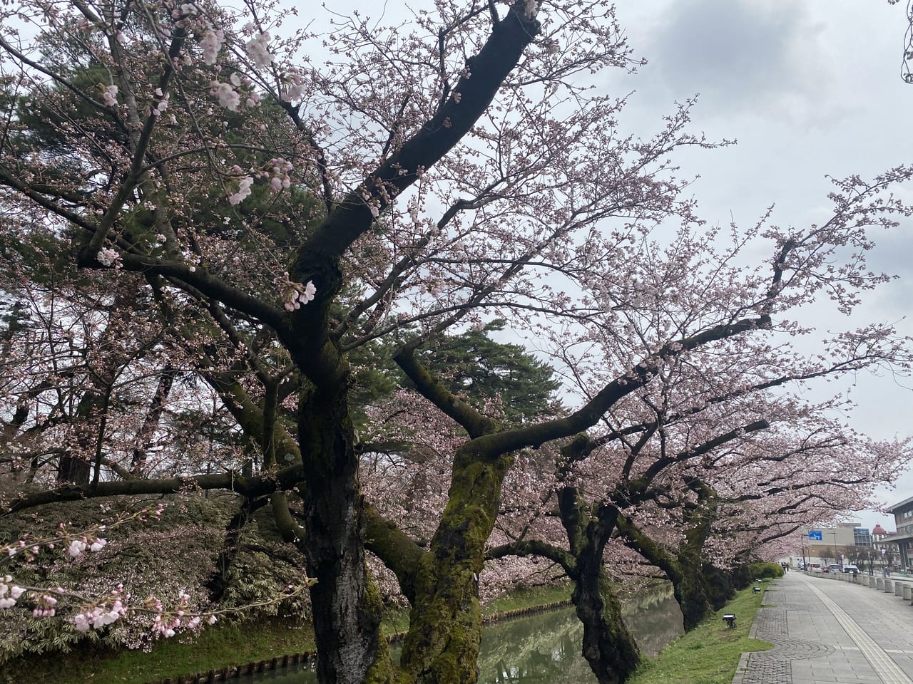 sakura