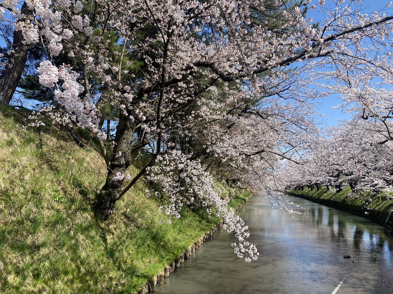 sakura