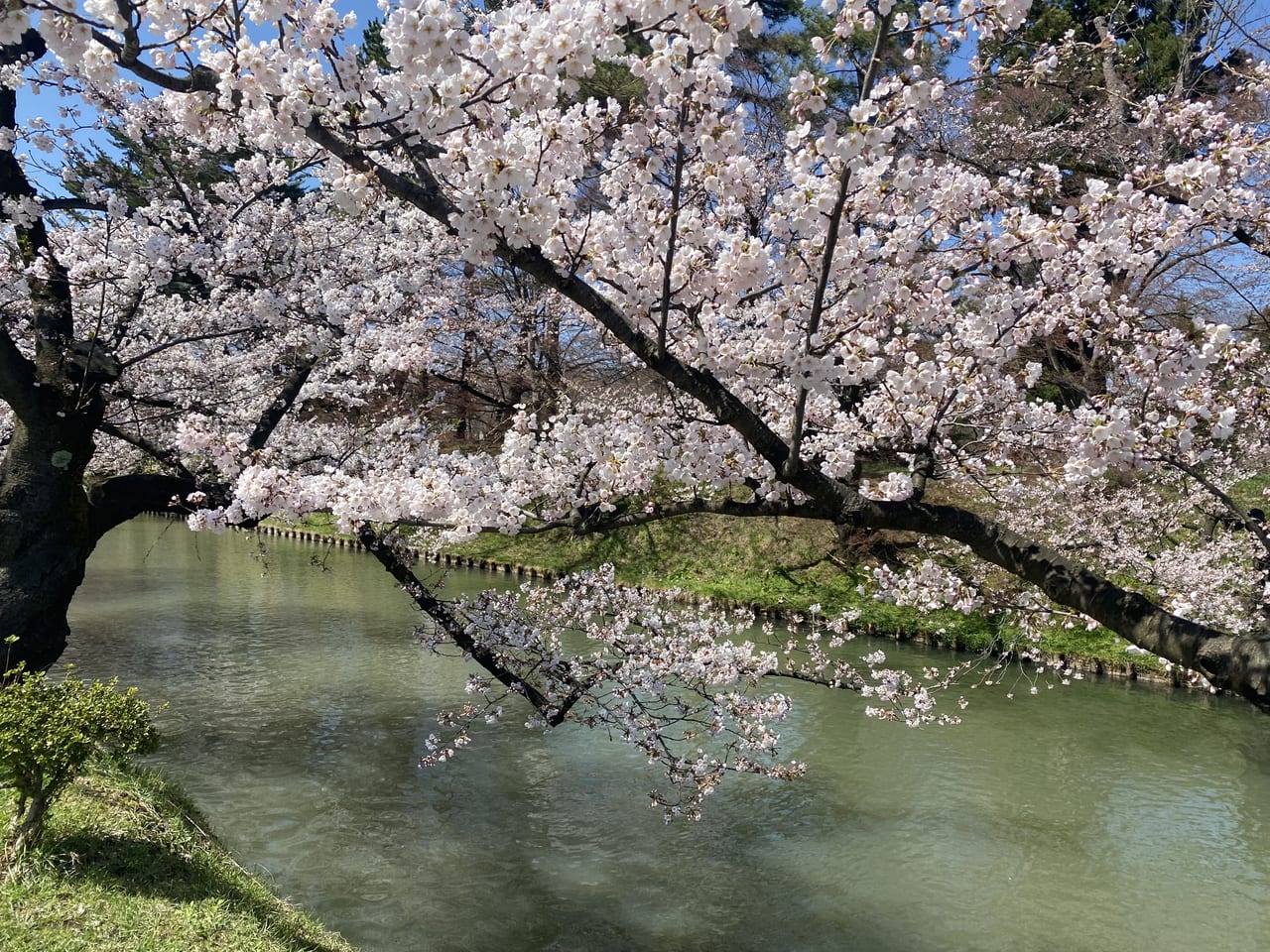 sakura