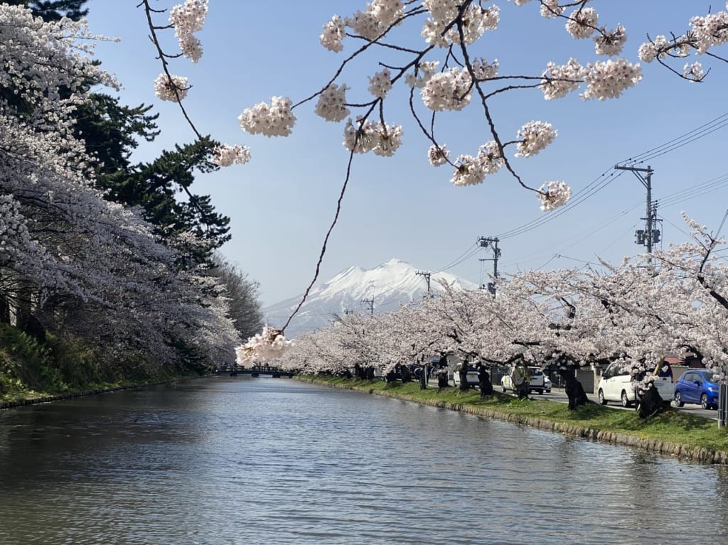 sakura