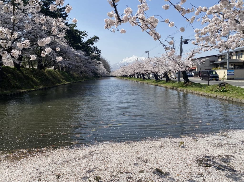 sakura