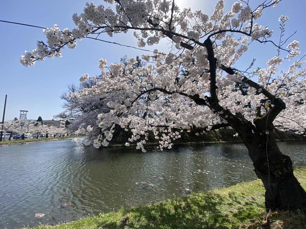 sakura