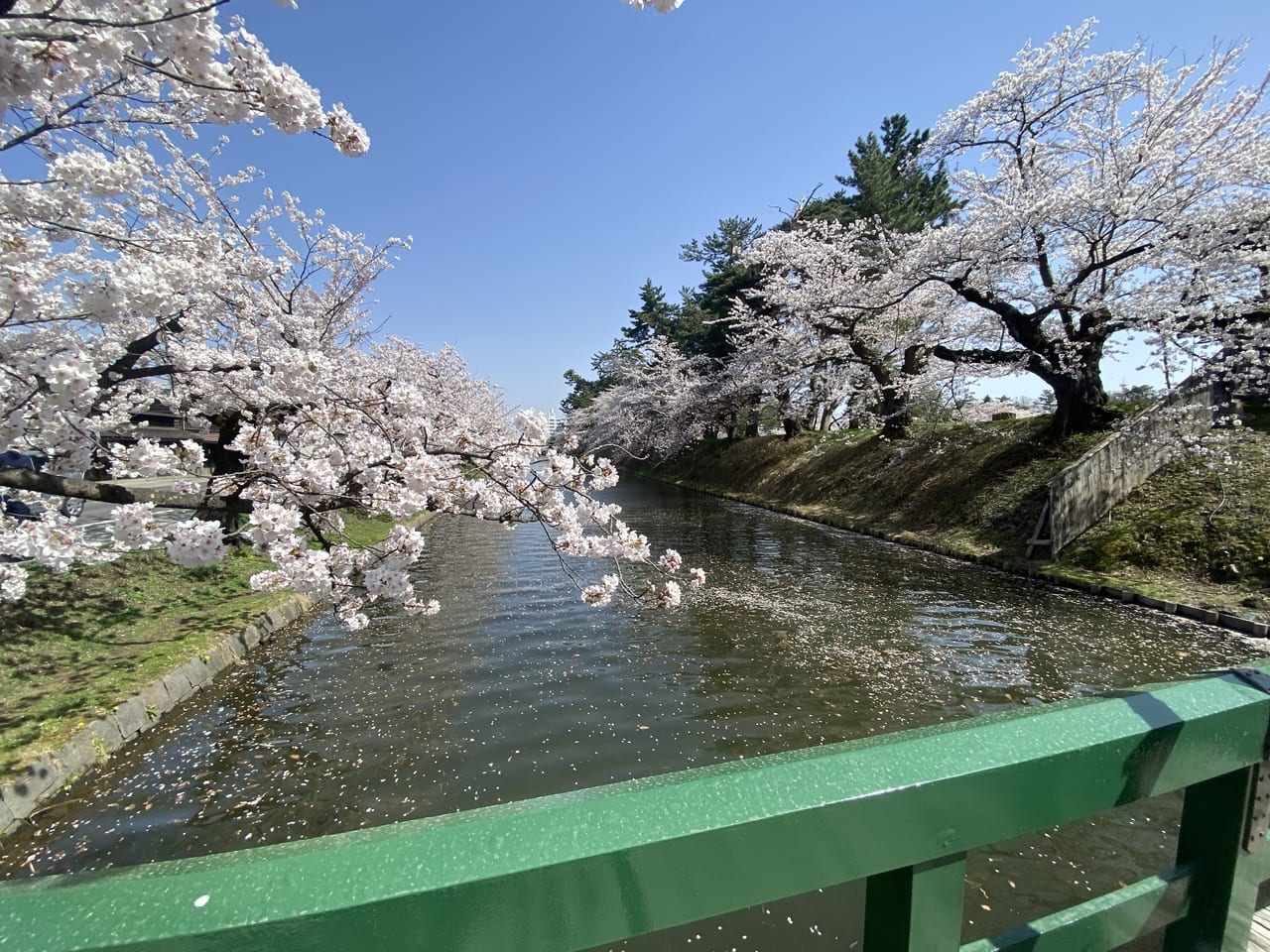 sakura