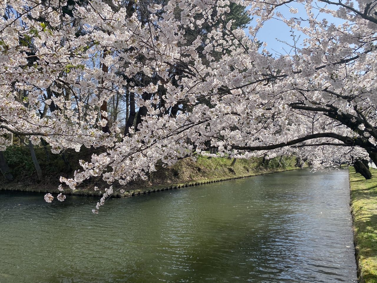 sakura