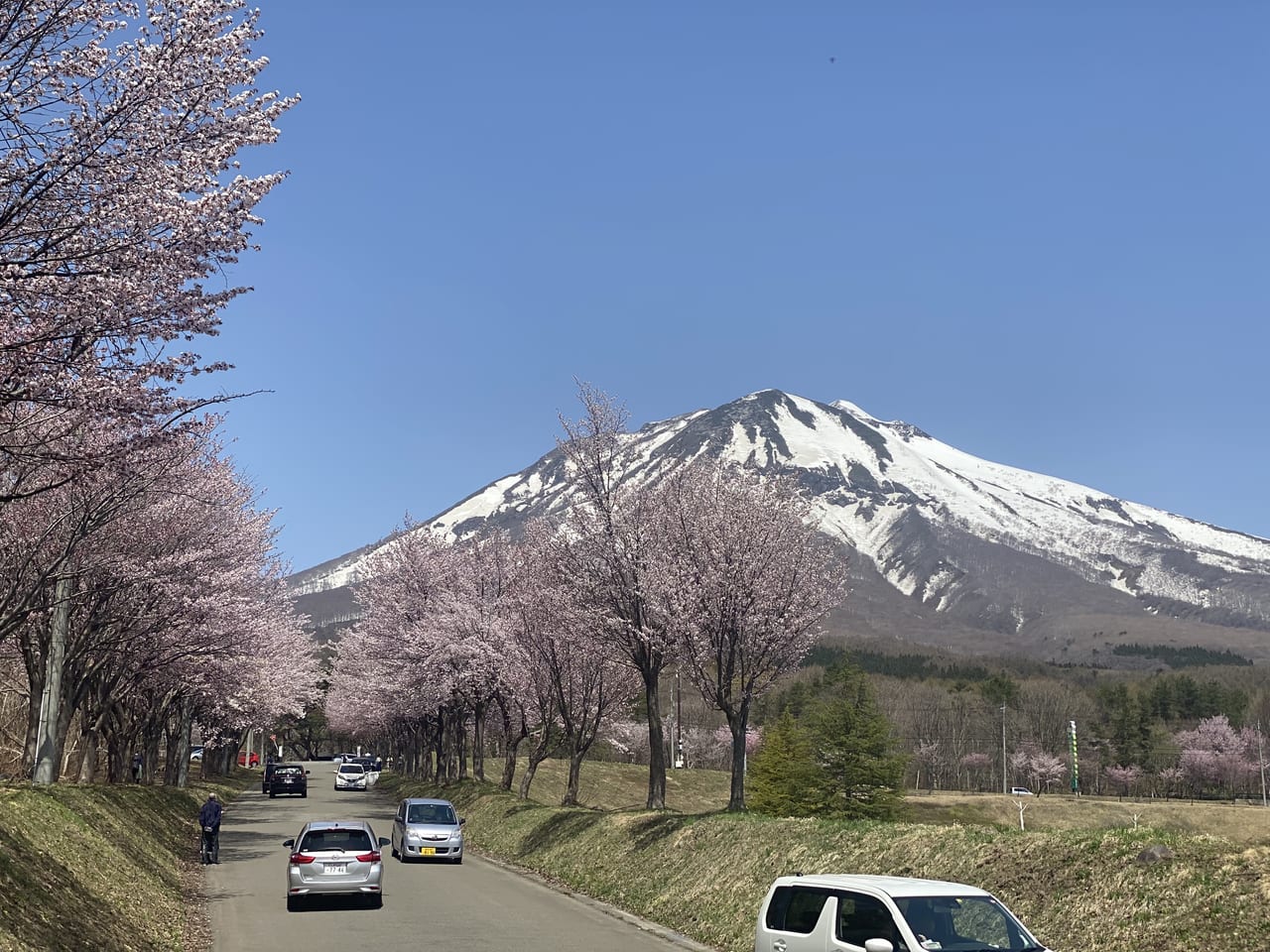 sakura