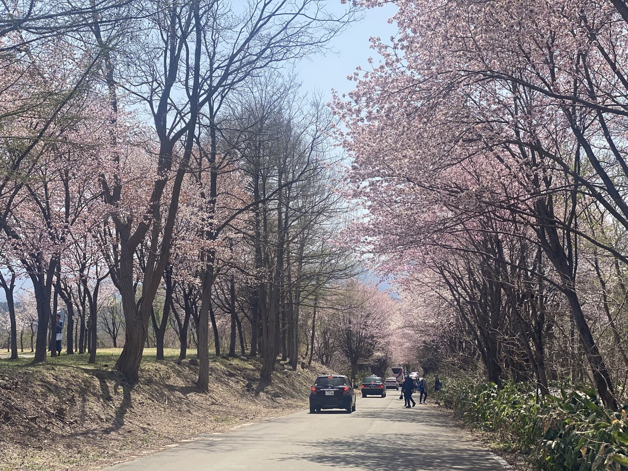 sakura