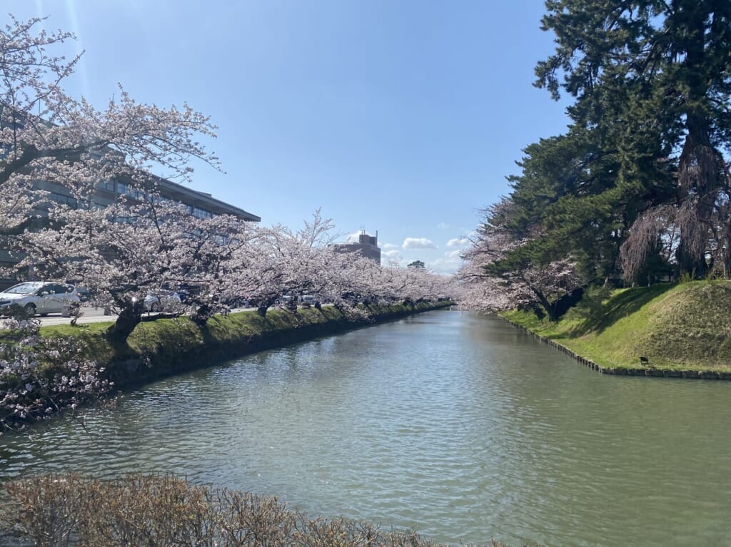 【弘前市】今年2024年弘前公園の桜の満開はいつ?狙い目は?弘前公園のさくら情報(第3回)。 | 号外NET 弘前市(中南)