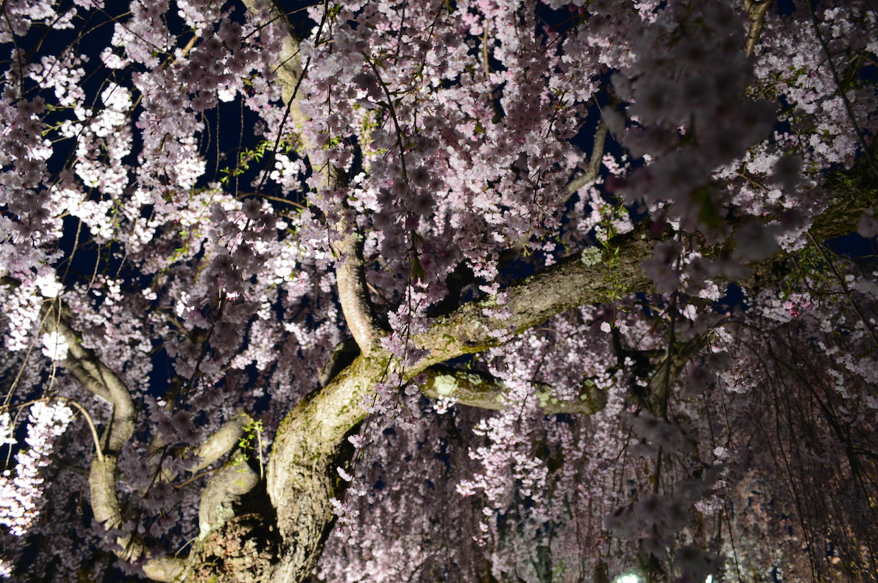 夜桜