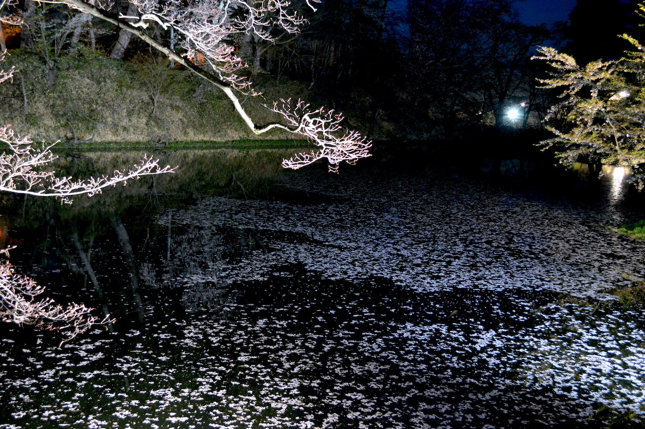 夜桜