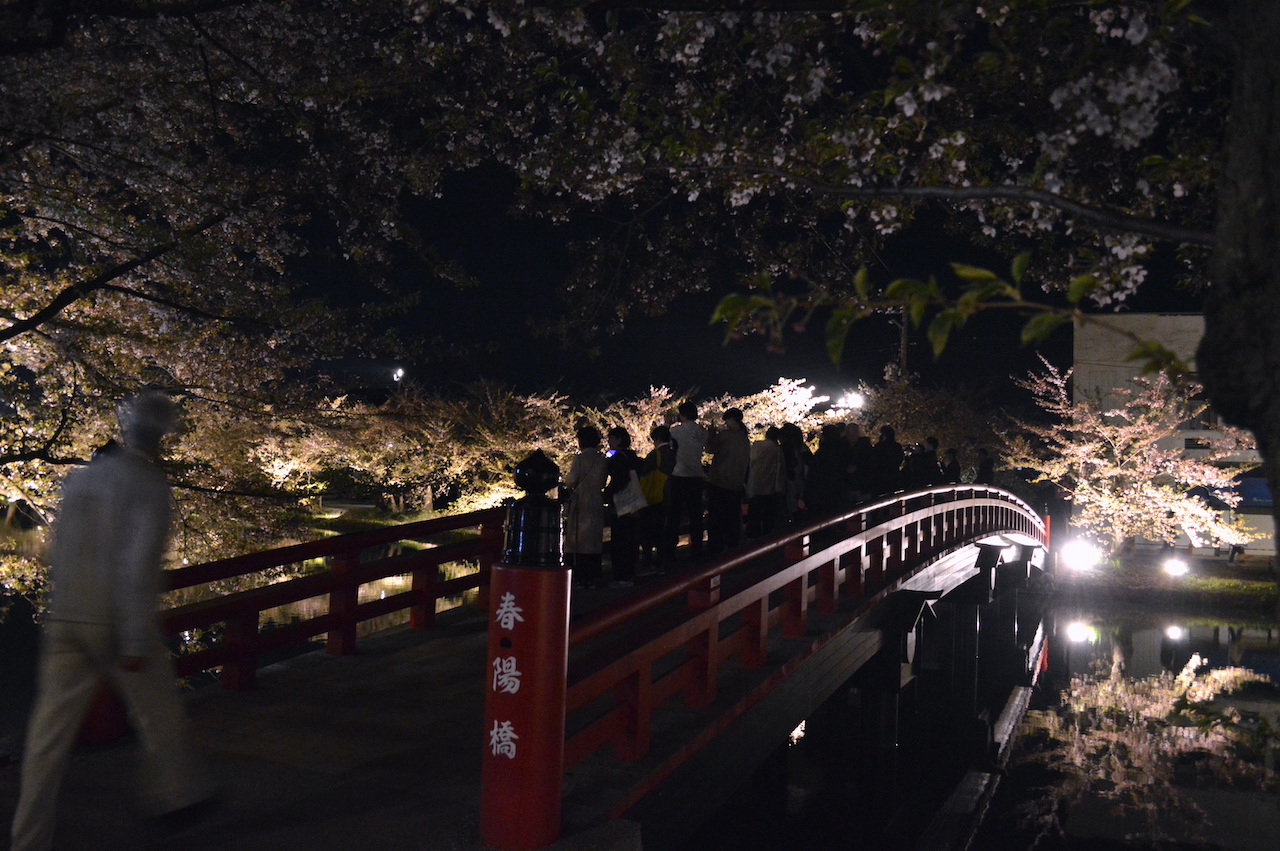 夜桜