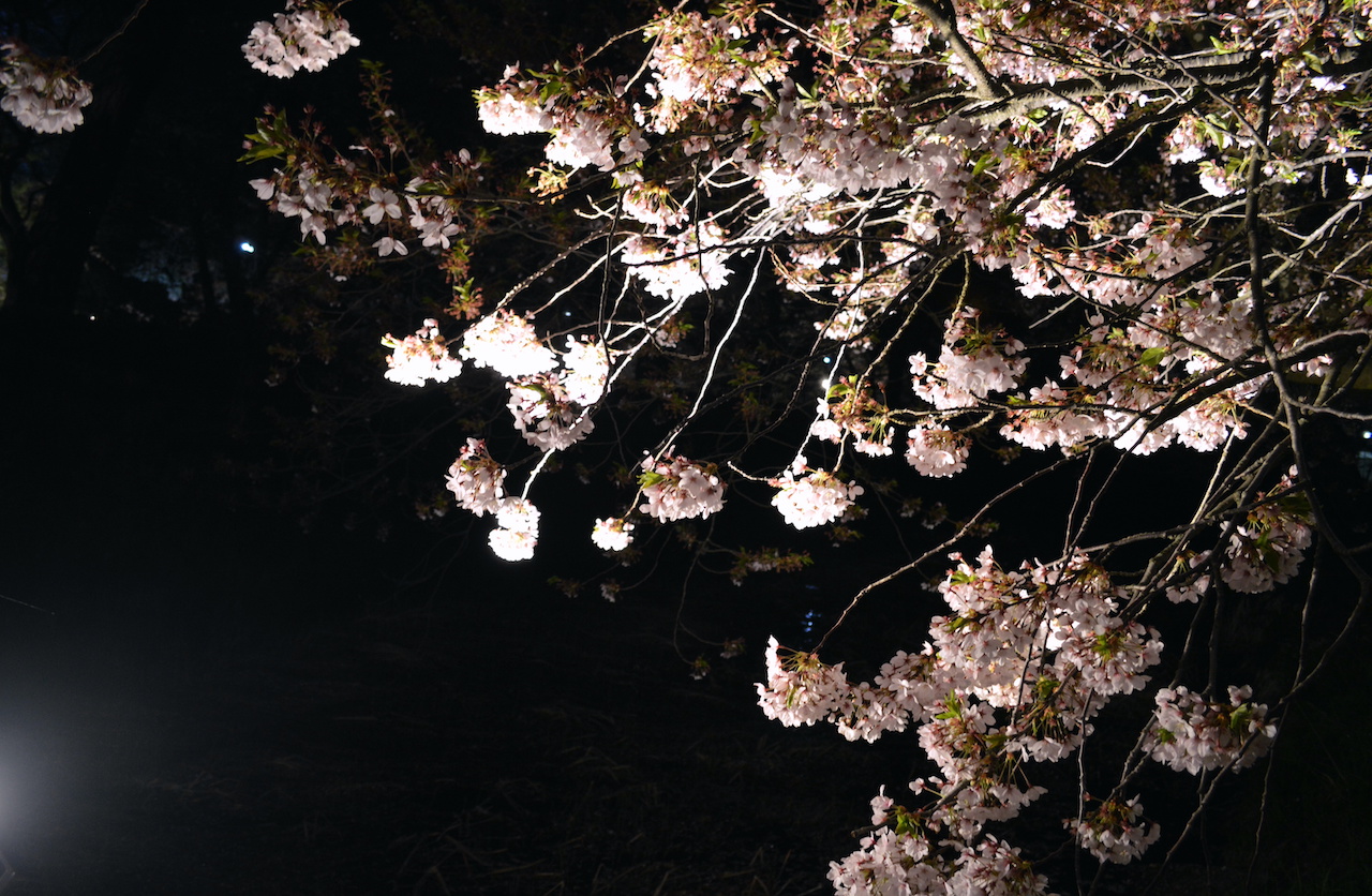 夜桜