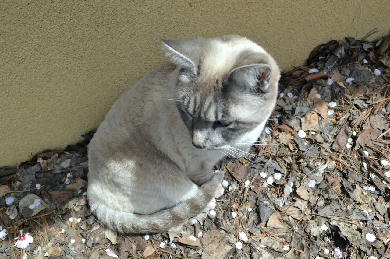 猫里親見つかった