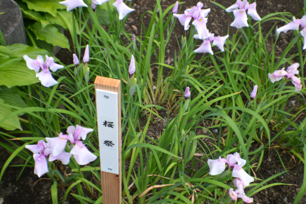 菖蒲