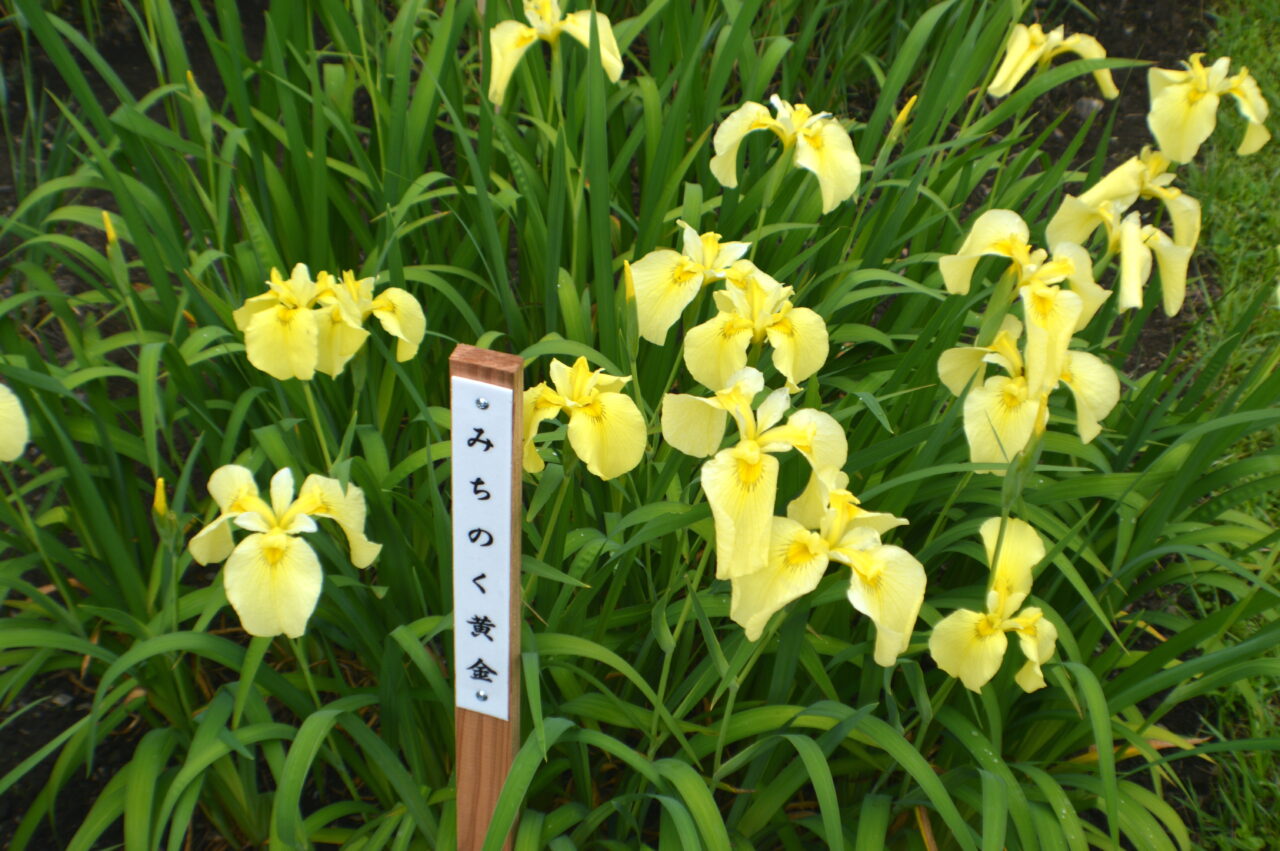 菖蒲