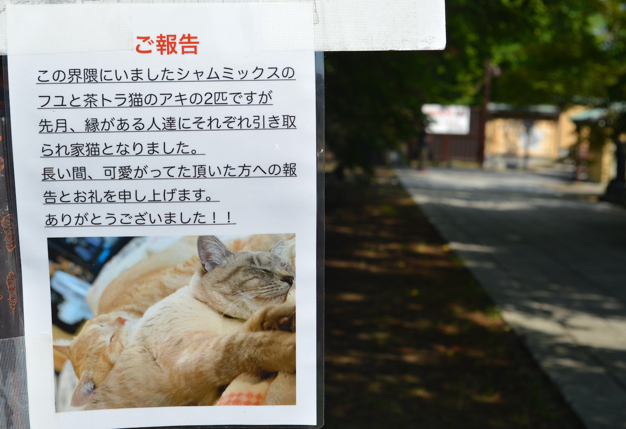 猫里親見つかった