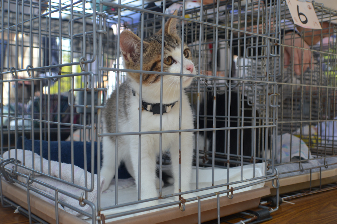 保護猫の譲渡会