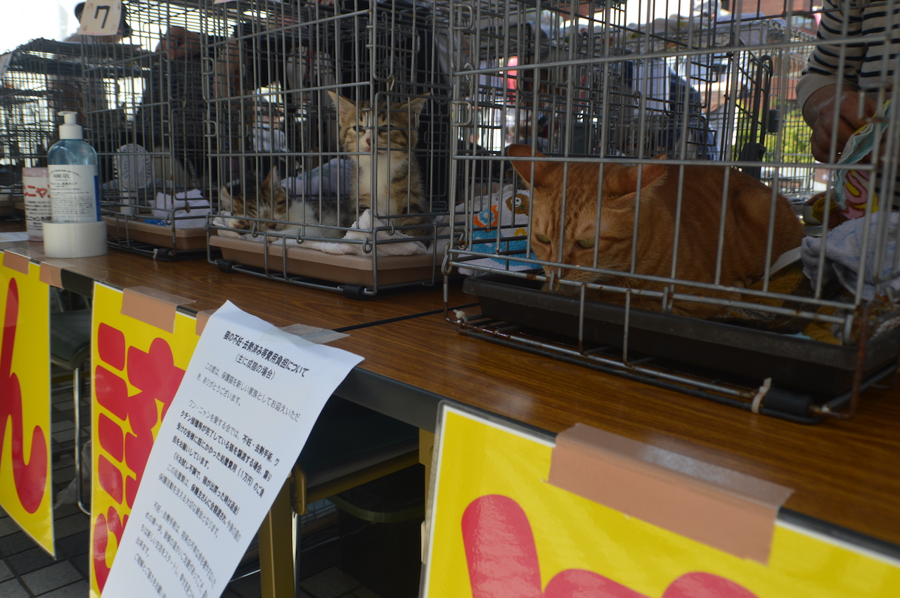 保護猫の譲渡会
