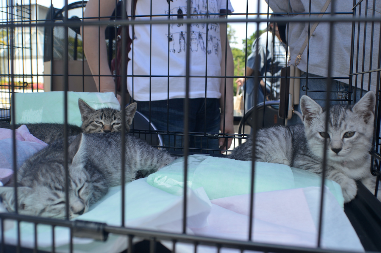 保護猫の譲渡会