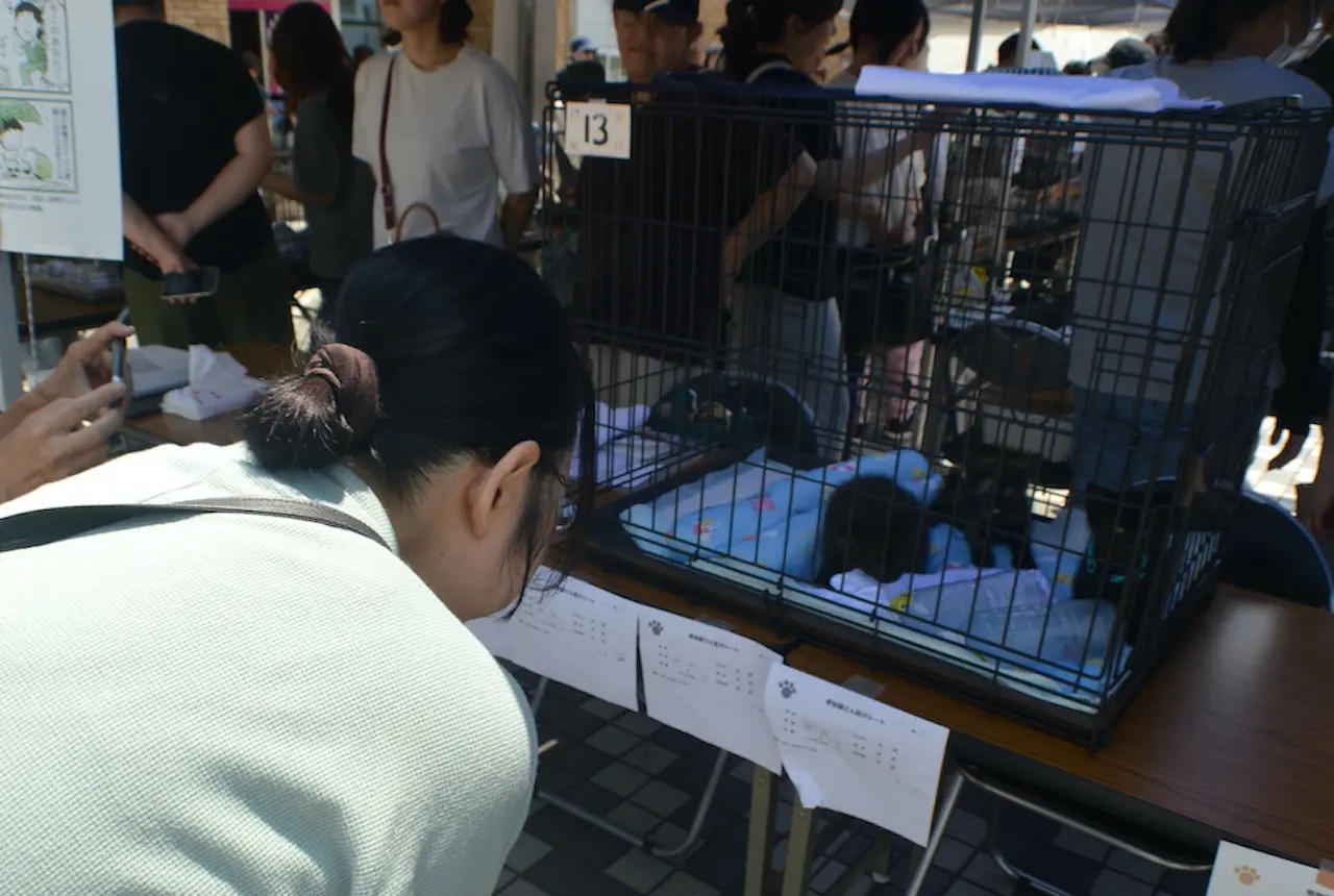 保護猫の譲渡会