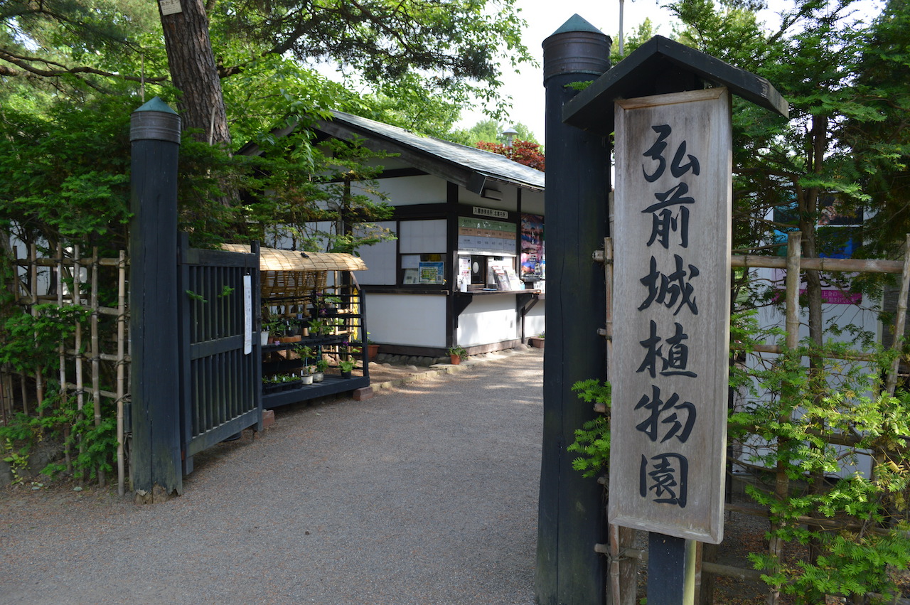 バラ