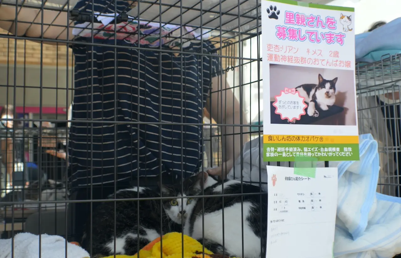 保護猫の譲渡会