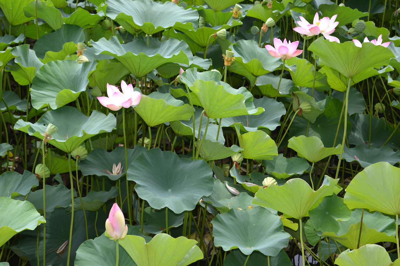 弘前公園蓮