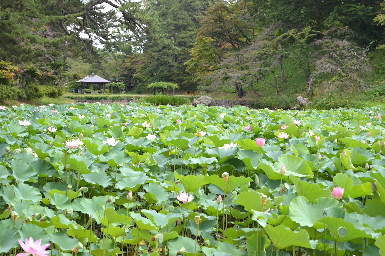 弘前公園蓮