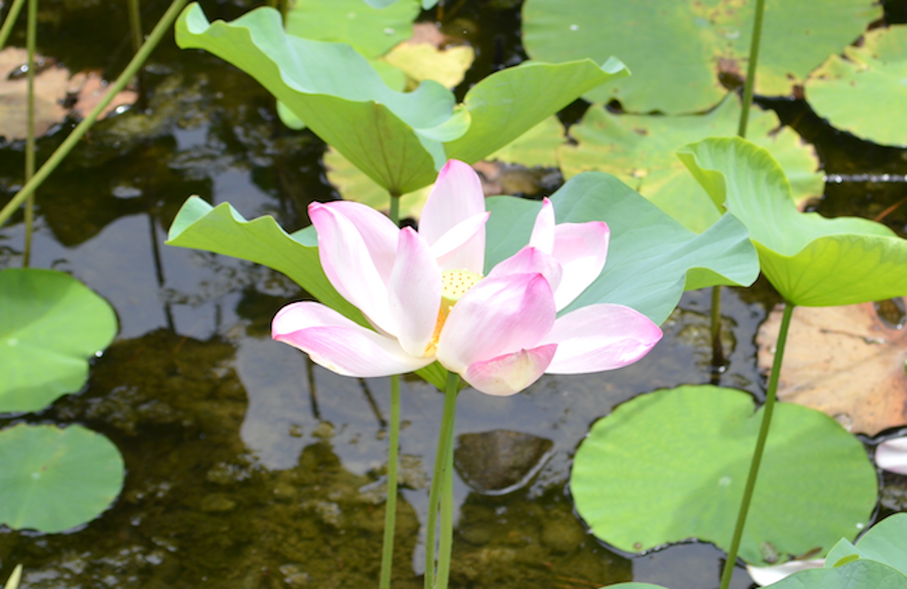 弘前公園蓮