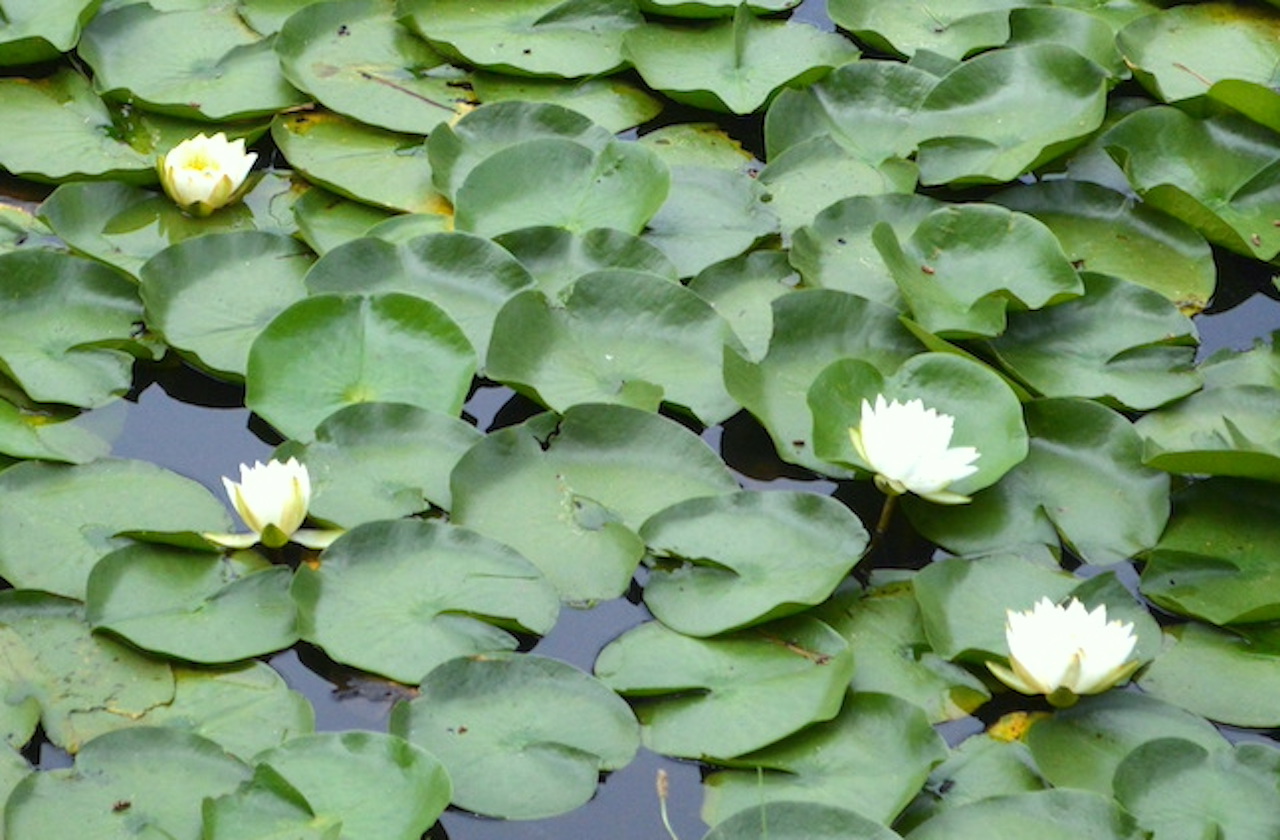 弘前公園蓮