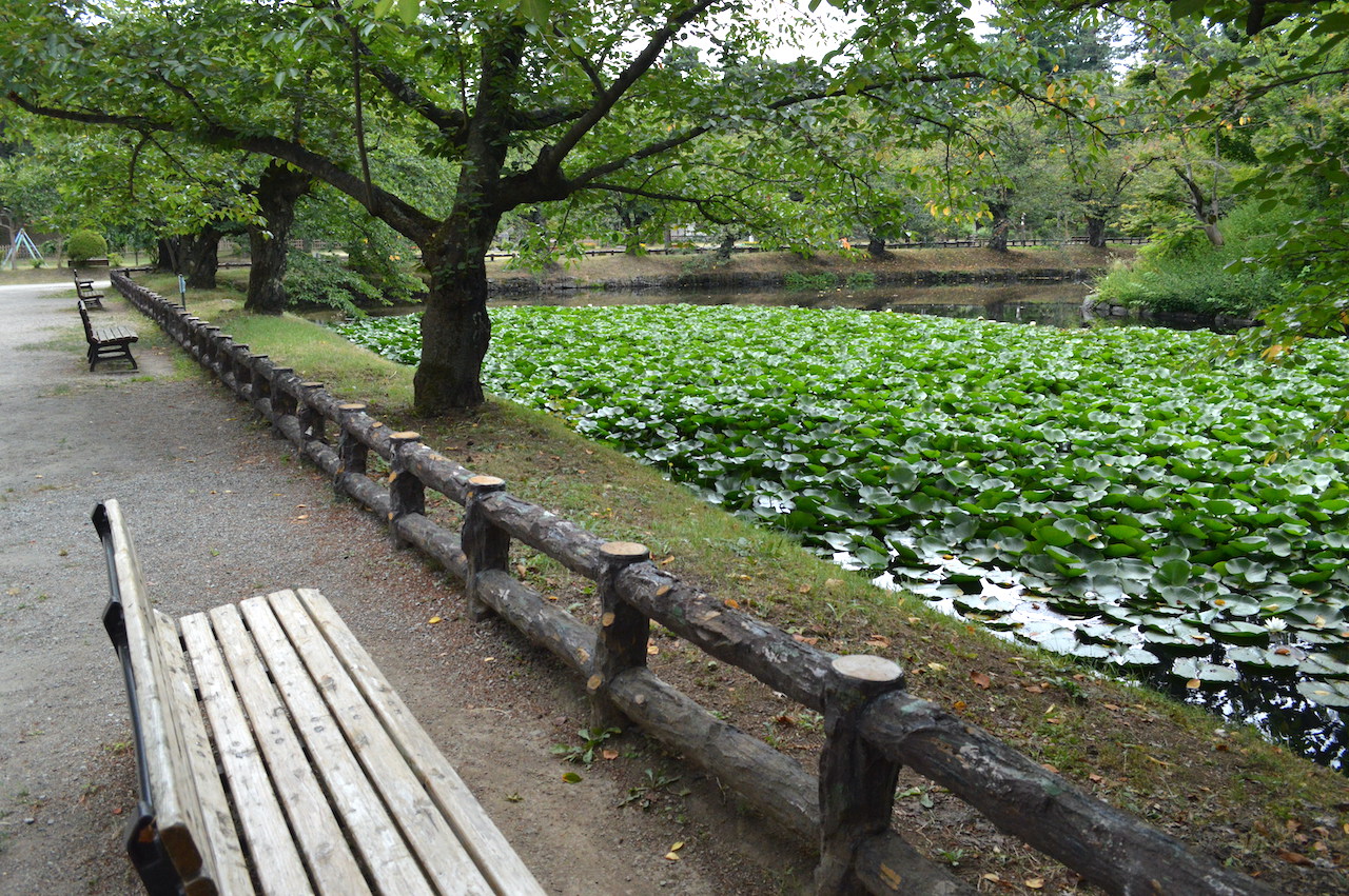 弘前公園蓮