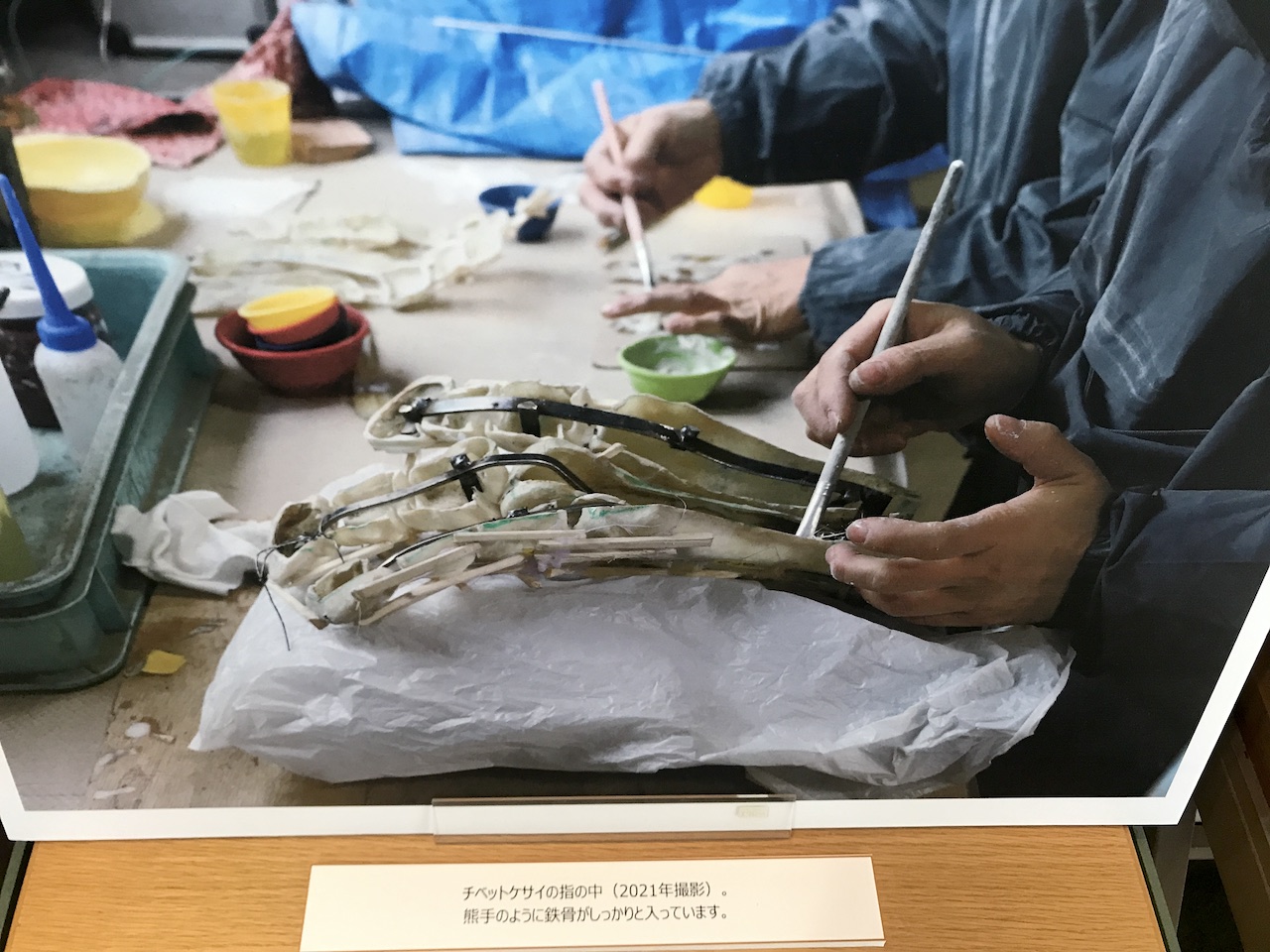化石ハンター展