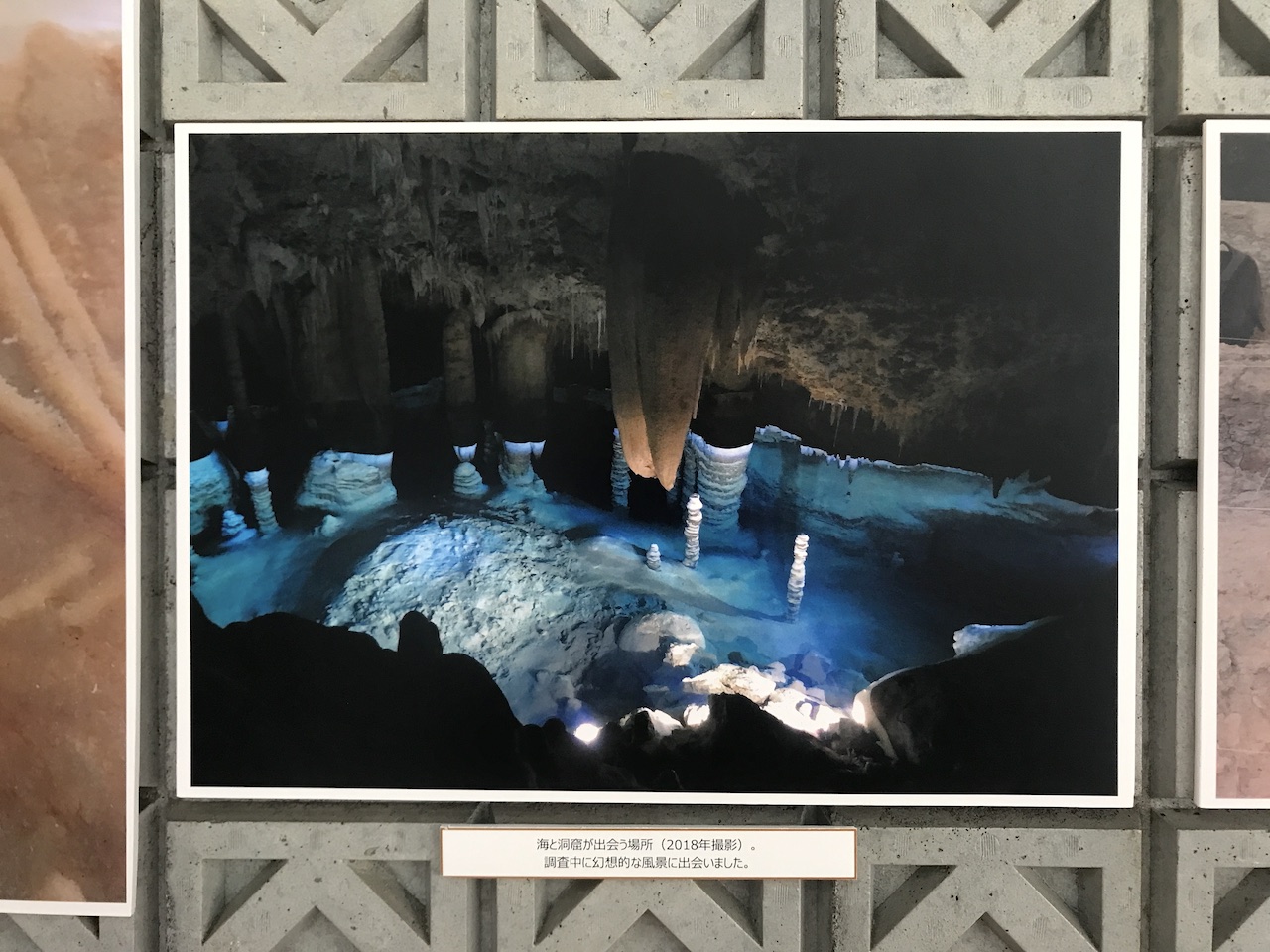化石ハンター展