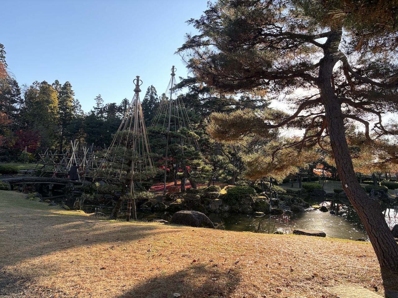 弘前公園銀杏