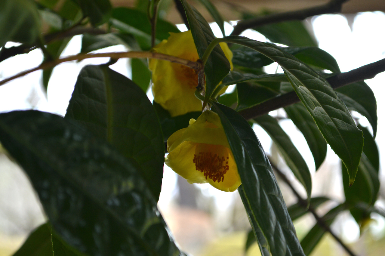 冬の室内植物展