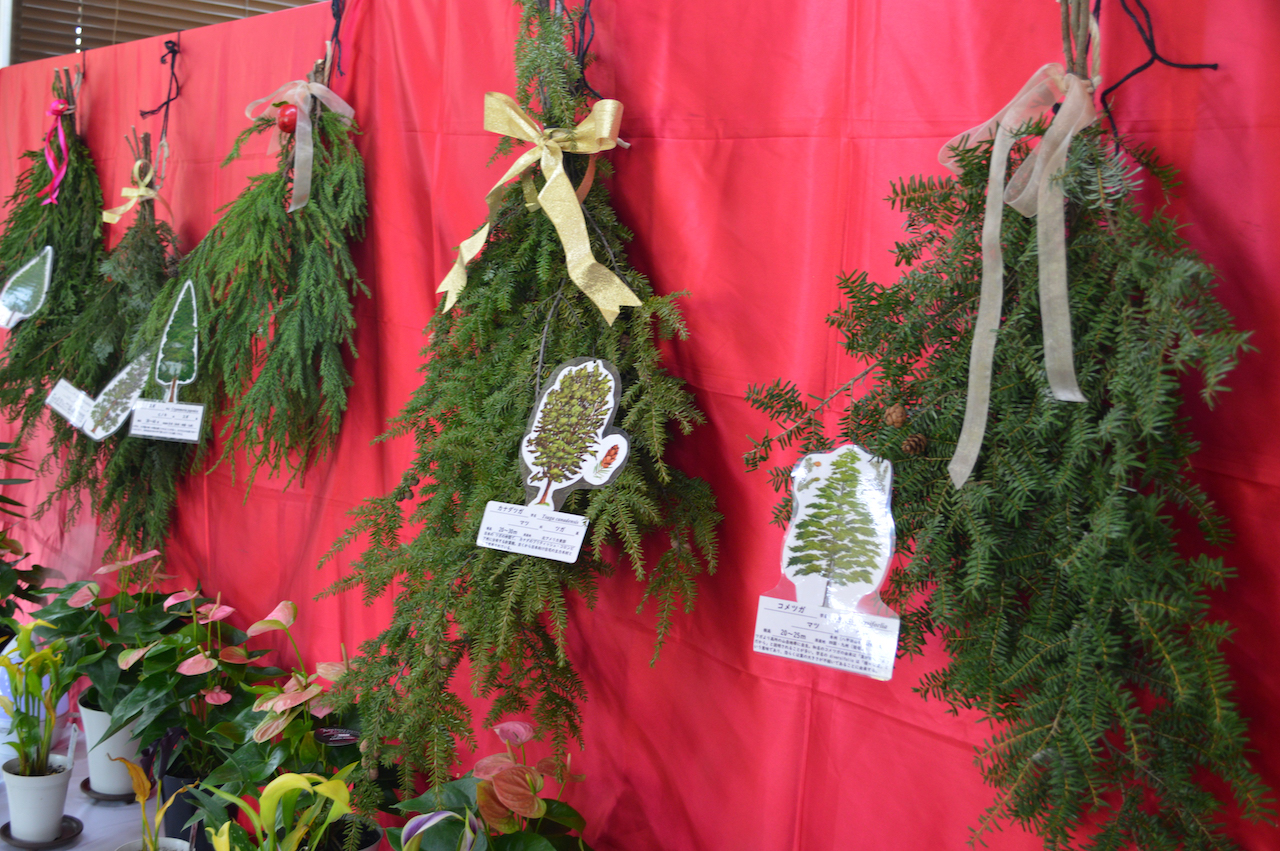 冬の室内植物展
