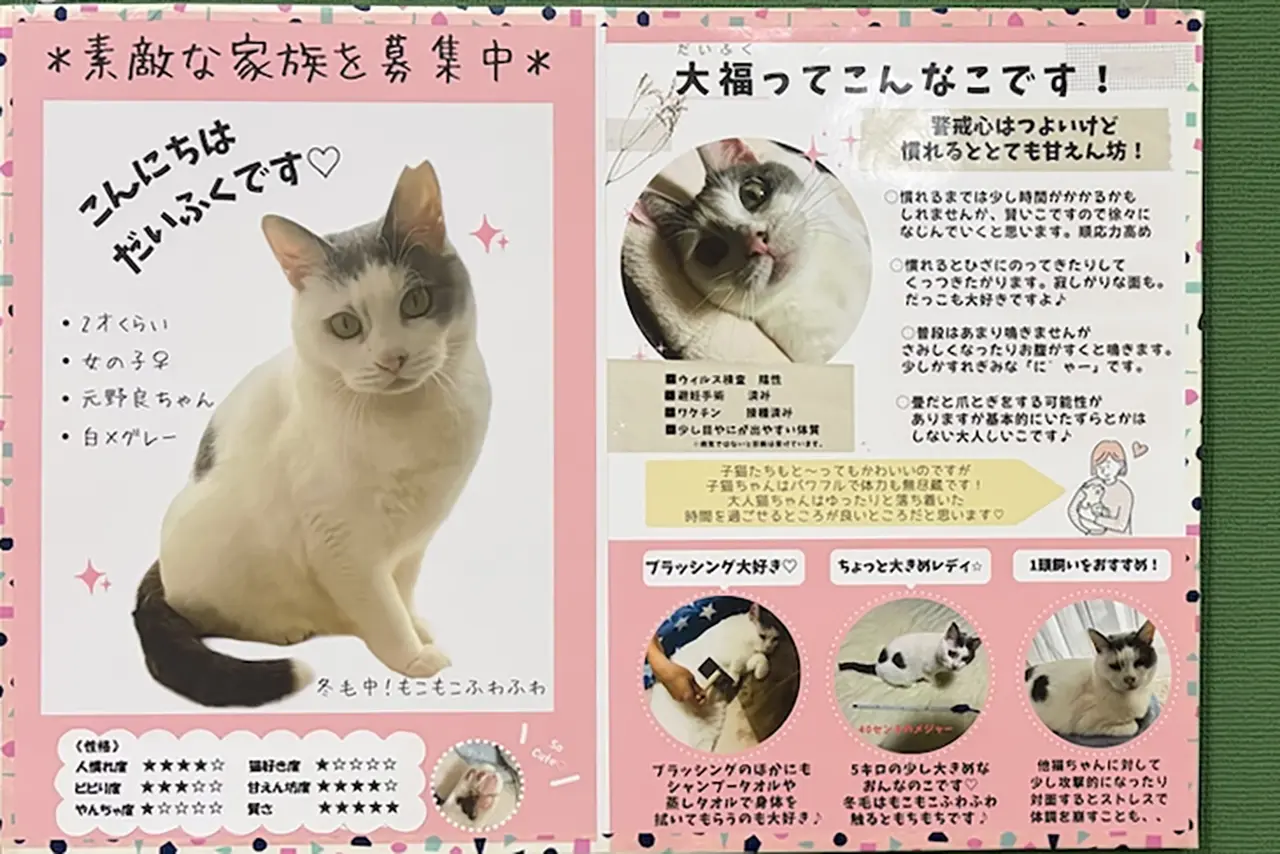 保護猫