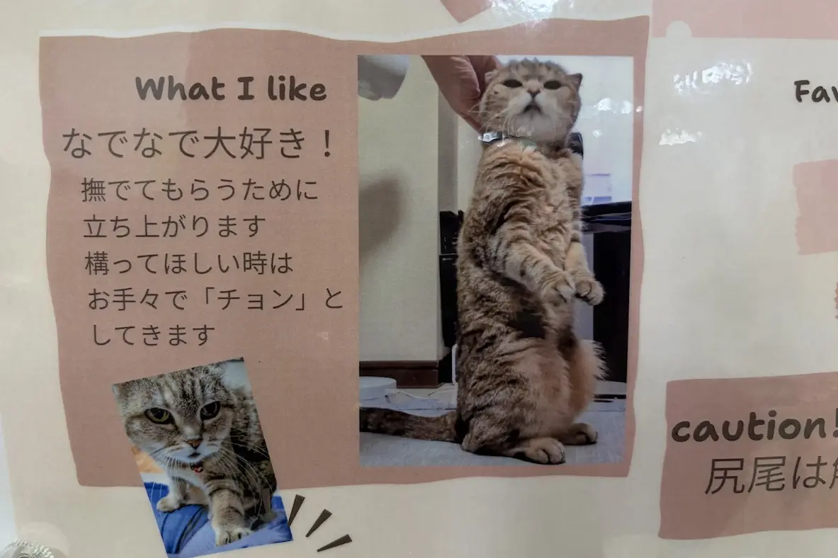保護猫