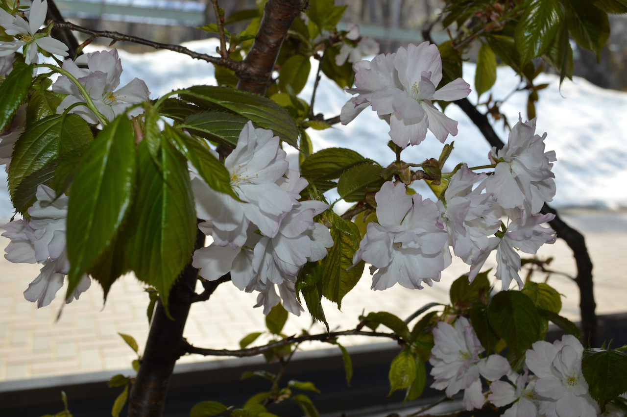 桜の花展
