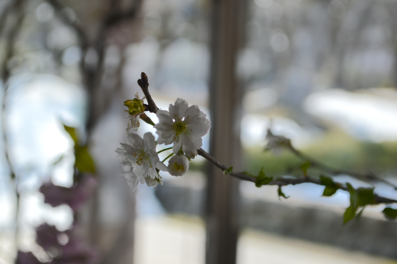 桜の花展
