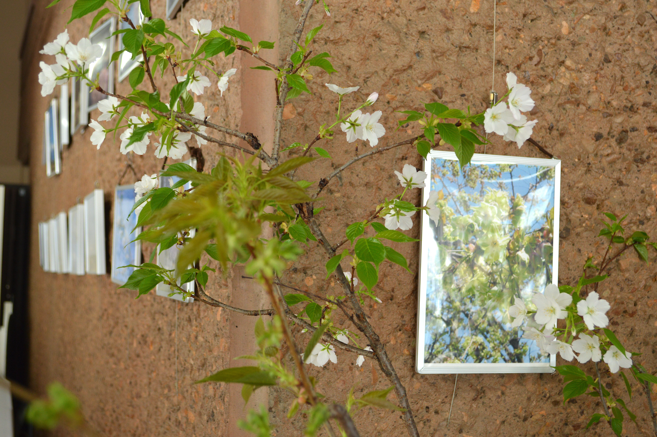 桜の花展